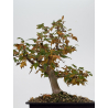 Acer buergerianum I-8810 vista 3