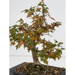 Acer buergerianum I-8810 vista 4