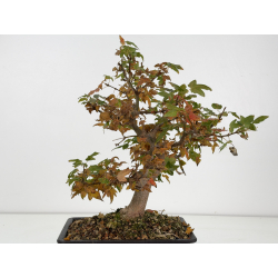 Acer buergerianum I-8810 vista 5