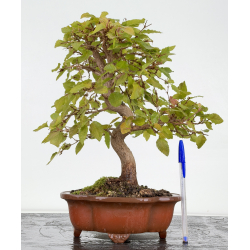 Carpinus turczaninovii  I-8811