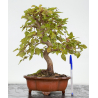 Carpinus turczaninovii -carpe coreano- I-8811