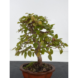 Carpinus turczaninovii -carpe coreano- I-8811 vista 2