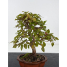 Carpinus turczaninovii  I-8811 view 2