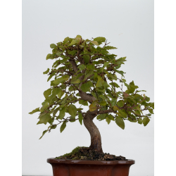 Carpinus turczaninovii -carpe coreano- I-8811 vista 3