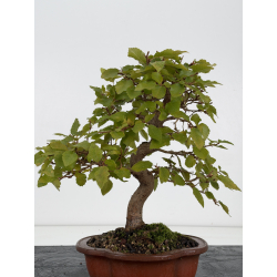 Carpinus turczaninovii -carpe coreano- I-8811 vista 4