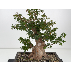 Acer buergerianum I-8812 vista 2