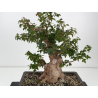 Acer buergerianum I-8812 vista 2
