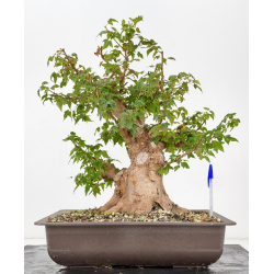 Acer buergerianum I-8812