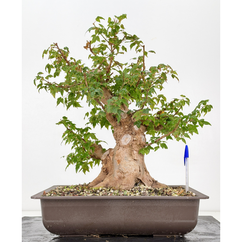 Acer buergerianum I-8812