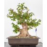 Acer buergerianum I-8812