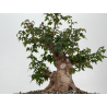 Acer buergerianum I-8812 vista 3