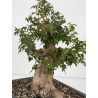 Acer buergerianum I-8812 vista 4
