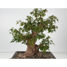 Acer buergerianum I-8812 vista 5