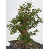 Acer buergerianum I-8812 vista 6