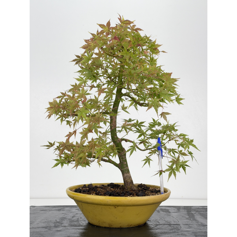 Acer palmatum yamamomiji I-8813
