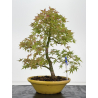Acer palmatum yamamomiji I-8813