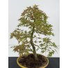 Acer palmatum yamamomiji I-8813 vista 2
