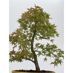 Acer palmatum yamamomiji I-8813 vista 3