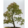 Acer palmatum yamamomiji I-8813 vista 3