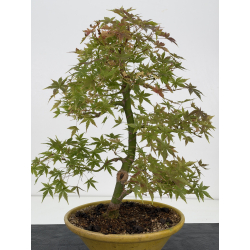 Acer palmatum yamamomiji I-8813 vista 4