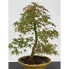 Acer palmatum yamamomiji I-8813 vista 4