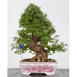 Zelkova nire I-8814