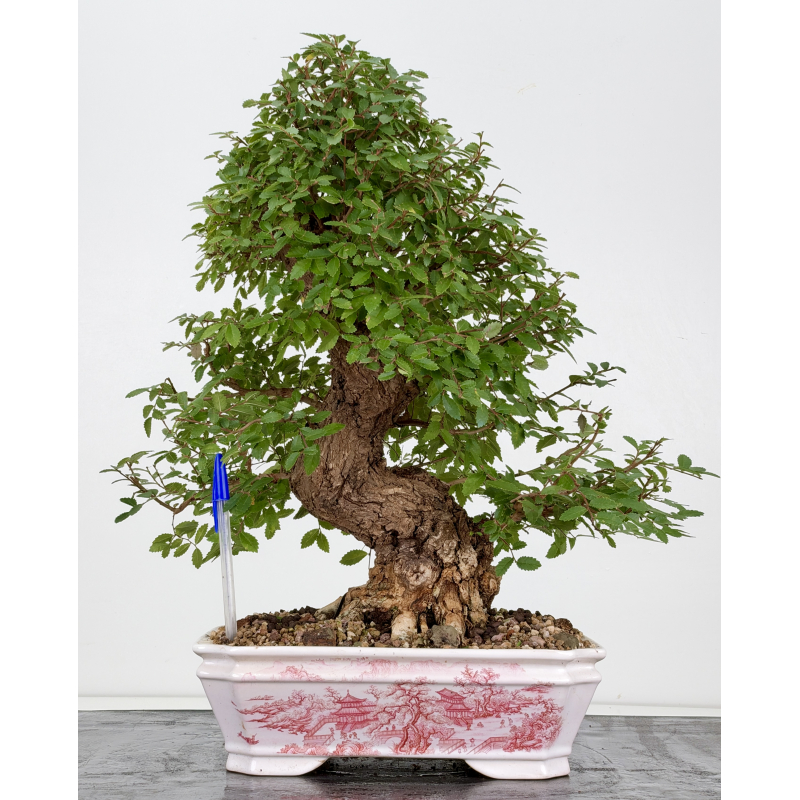 Zelkova nire I-8814
