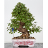 Zelkova nire I-8814