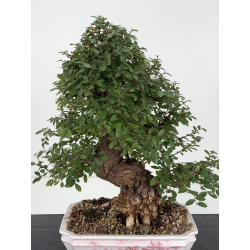 Zelkova nire I-8814 vista 2