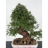Zelkova nire I-8814 vista 2