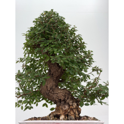 Zelkova nire I-8814 vista 3