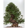 Zelkova nire I-8814 vista 3