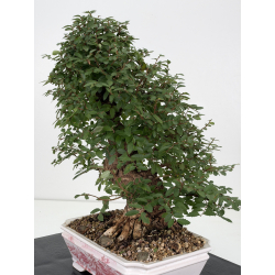 Zelkova nire I-8814 vista 4