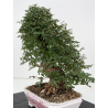 Zelkova nire I-8814 vista 4