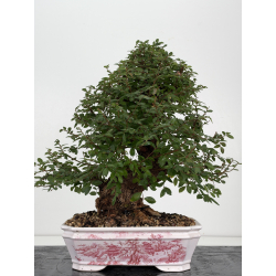 Zelkova nire I-8814 vista 5