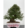 Zelkova nire I-8814 vista 5