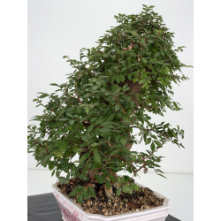 Zelkova nire I-8814 vista 6