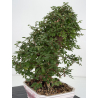 Zelkova nire I-8814 vista 6