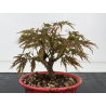 Acer palmatum dissectum I-8815 vista 2