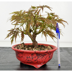 Acer palmatum dissectum I-8815