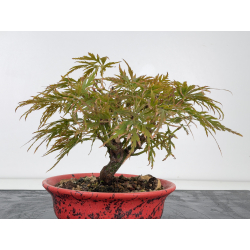 Acer palmatum dissectum I-8815 vista 3