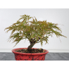 Acer palmatum dissectum I-8815 vista 3