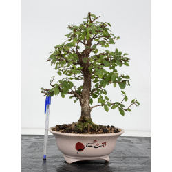 Zelkova nire I-8816