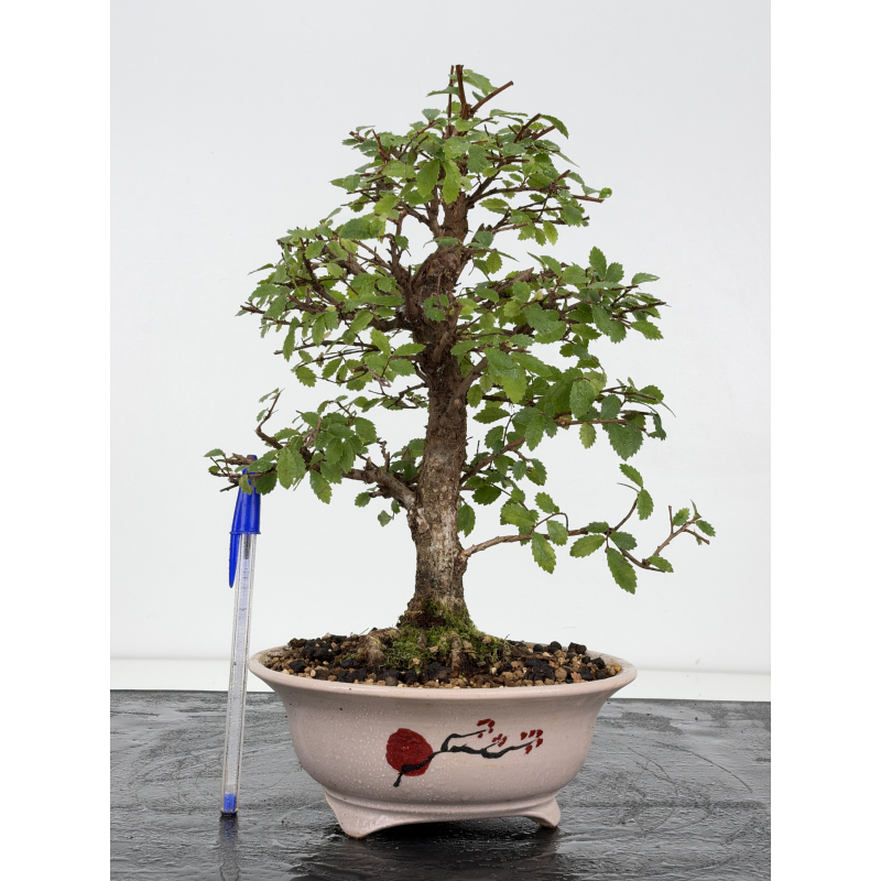 Zelkova nire I-8816