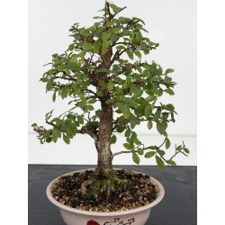 Zelkova nire I-8816 vista 2