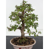 Zelkova nire I-8816 vista 2
