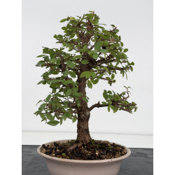 Zelkova nire I-8816 vista 3