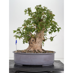Acer buergerianum I-8817