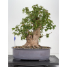 Acer buergerianum I-8817