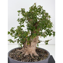 Acer buergerianum I-8817 vista 2